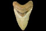 Fossil Megalodon Tooth - North Carolina #158202-1